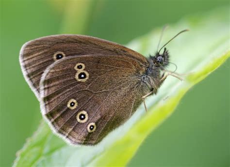 Uk Butterfly Populations Threatened By Extreme Drought And