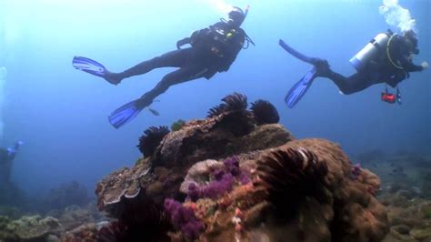 Diving At Flinders Reef Moreton Island Qld Youtube