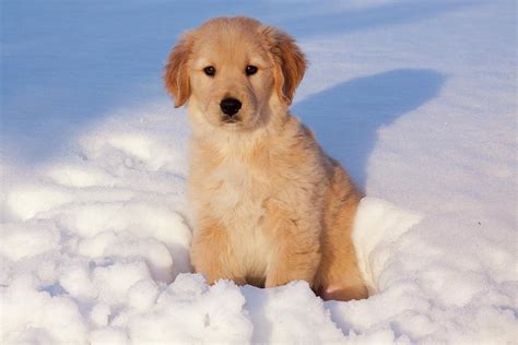 Golden Retriever Puppy Sitting In Snow Illinois Usa 2 Photograph By