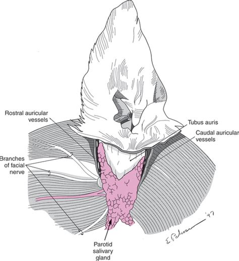 Anatomy Of The Canine And Feline Ear Veterian Key