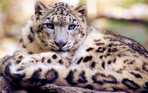 √ 19 Fun Facts About Snow Leopard Interesting With Leopard Pictures