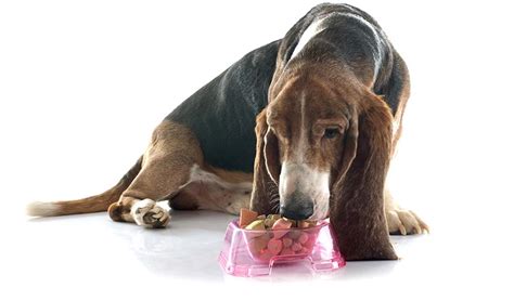 Do older dogs need special diets? 45 Best Senior Dog Food Brands for Health and Longer ...