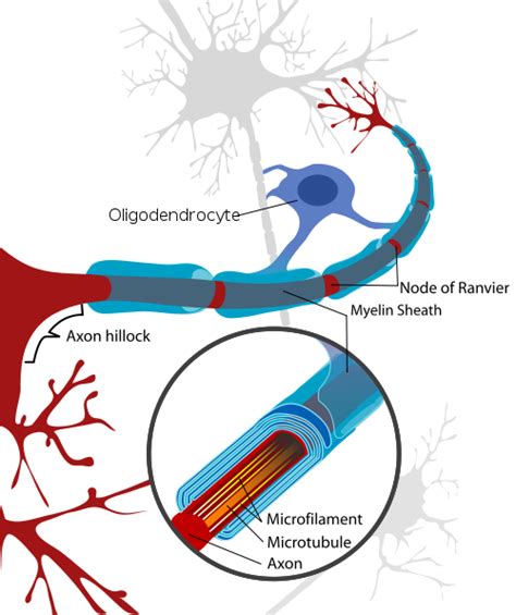 Myelin Facilitation Of Whole Brain Neuroplasticity