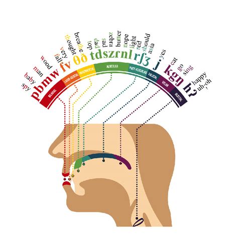 A Phonetic Map English Of The Human Mouth Twistedsifter