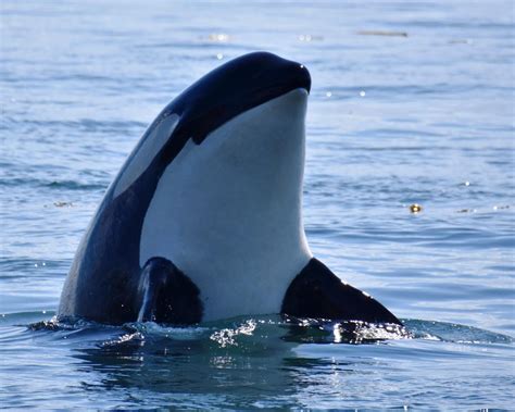 Southern Resident Orcas Oceana Usa