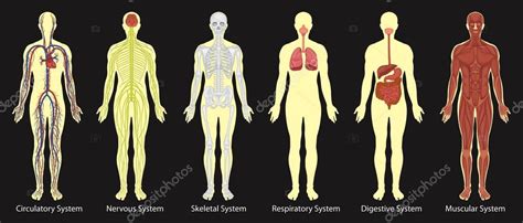 cuerpo humano con vectores graficos imagenes vectoriales images
