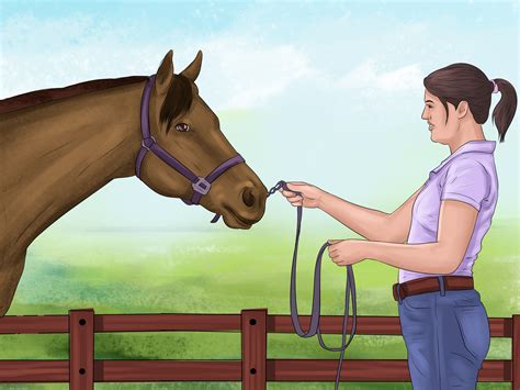 3 Ways To Teach A Horse To Bow Wikihow