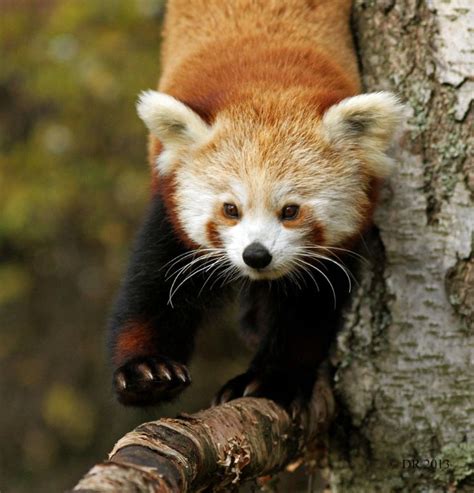 Nature Photography By Dave Roach Iii Red Panda Ailurus