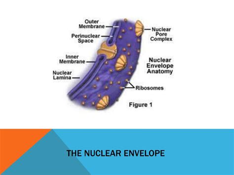Envelope Nuclear Não Reagente
