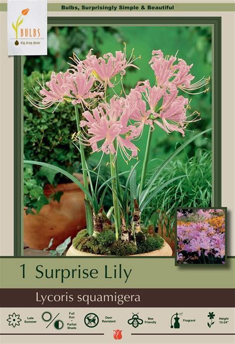 Surprise Lily Bulbs