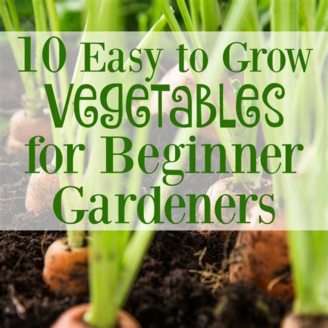 10 Easy To Grow Vegetables For Beginner Gardeners