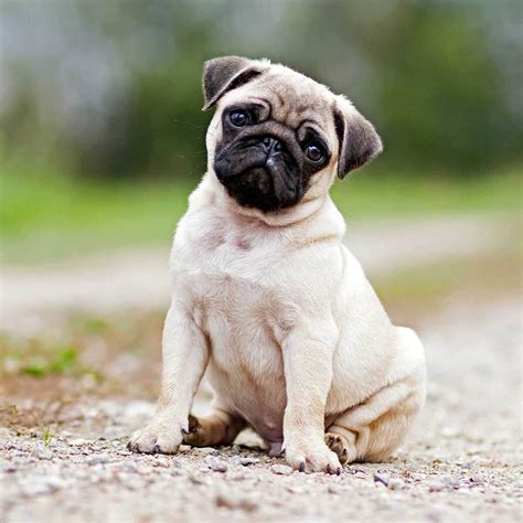 Pug Dog Breed History And Some Interesting Facts