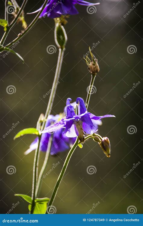 Wild Purple Mountain Flower In Green Forest Stock Image Image Of