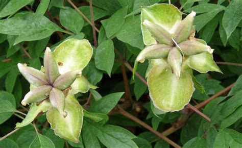 Im mai sind pfingstrosen die absoluten stars im beet und begeistern mit opulenten blüten. Pfingstrose, Päonie - Pflanzen, Pflege und Tipps - Mein ...