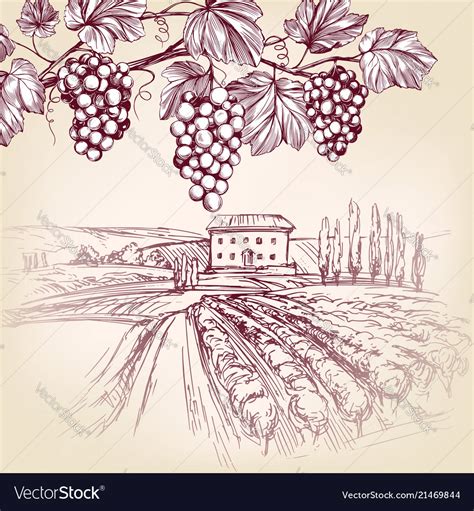 Grape Vine Vineyard Grape Hand Drawn Royalty Free Vector