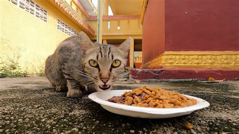 Very Hungry Cat Ask Me For Food But He Is Very Afraid Of Me Youtube