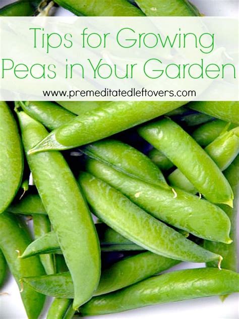 Tips For Growing Peas In Your Garden Vegetable Gardening Ideas