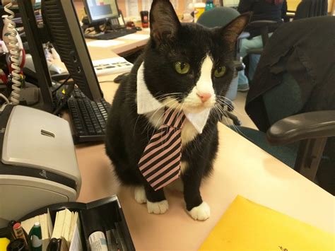 Business Cat Says Get Back To Work I Can Has Cheezburger