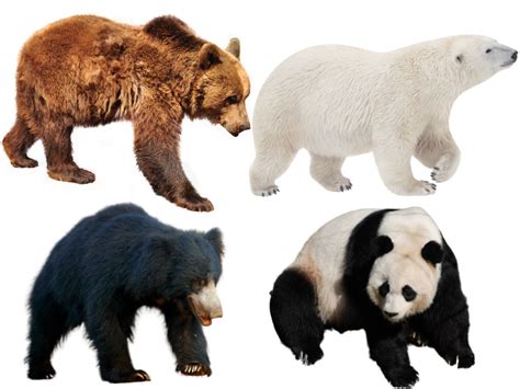 Types Of Bears Different Bear Species With Their Information