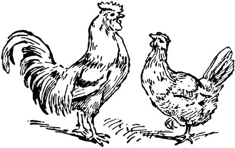 chicken and rooster clip art 0 the best porn website