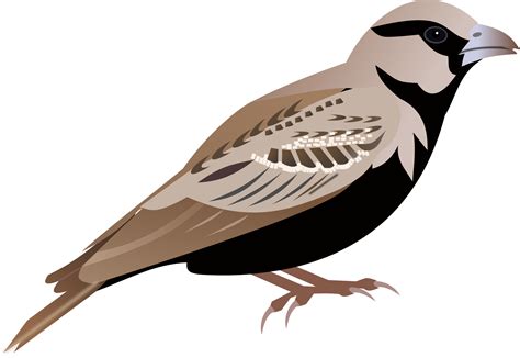 Sparrow Clipart Free Download On Clipartmag