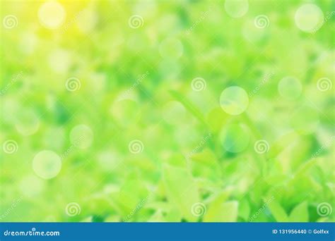Blurry Green Nature Background With Bokeh Using For Web Design Or