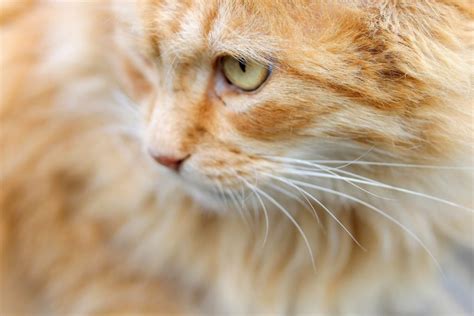 Control of diabetes mellitus in cats with porcine insulin zinc suspension beletate v., el dib r. Diabetes in Cats: Causes, Symptoms, & Treatment | Canna-Pet