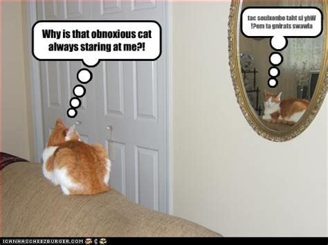 Brandon stuart é um rapaz de 22 anos, que mora com o melhor amigo aeron grant num dos melhores apartamentos de londres, famoso na internet pelo seu. Let's Talk: Cats and Mirrors - Catster