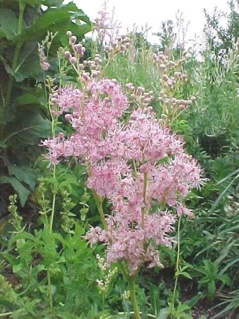 We did not find results for: 21 best images about Native plants of Pennsylvania on ...