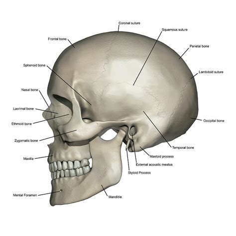 Lateral View Of Human Skull Anatomy Photograph By Alayna Guza Pixels