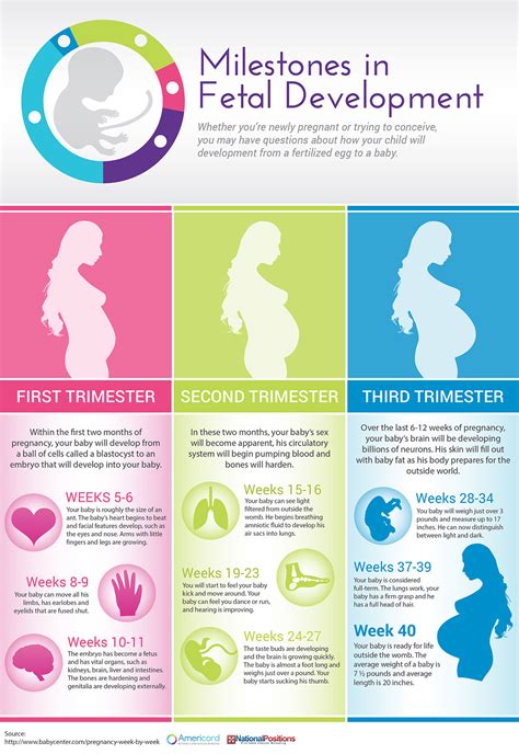 Three Trimesters Of Pregnancy Fetal Development Milestones Americord®