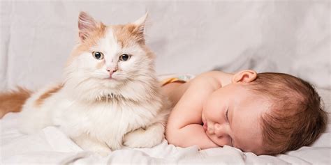 Top 10 Tips To Help Cats And Babies Get Along All About Cats