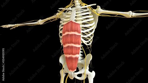 Rectus Abdominis Muscle Anatomy For Medical Concept 3d Rendering Stock