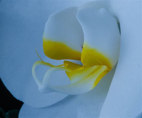 Detail of Orchid | Orchids, Orchid images, Moth orchid