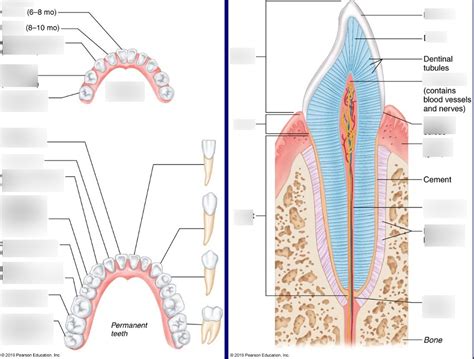 Digestive System Teeth Diagram Quizlet