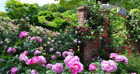 What flowers go with roses in a garden. Akao Herb and Rose Garden｜Things to do｜VISIT Atami