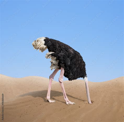 Scared Ostrich Burying Its Head In Sand Concept Stock Foto Adobe Stock