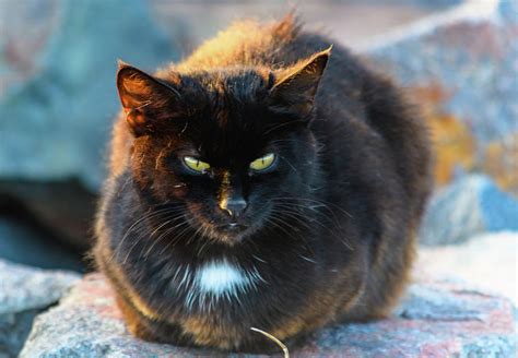 Wild Feral Black Cat At The Seaside Photograph By Merrillie Redden