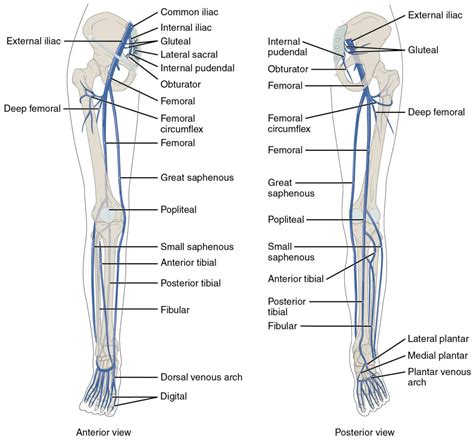 Veins Types Venous System Clinical Significance How To Relief