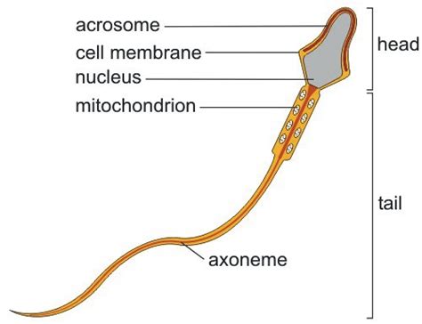 Breaks down larger food substances and floats in the cytoplasm. Sperm structure