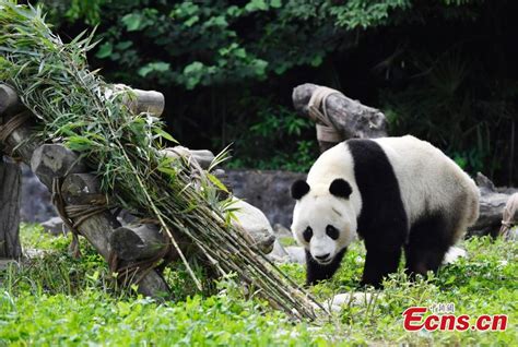 Giant Pandas Return To China After Years In Us