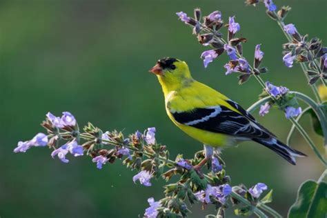 36 Birds Of Colorado Guide With Names And Photos