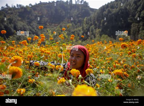 A Young Girl Picks Marigold Flowers To Be Used During The Tihar Festival Also Called Dipawali