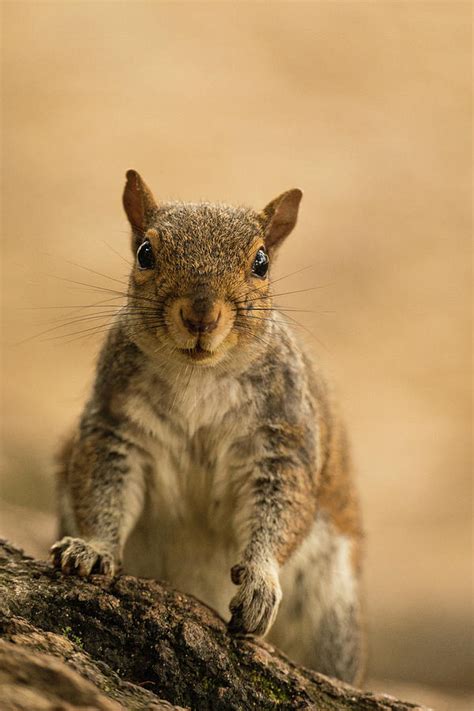 Squirrel Portrait Photograph By Rachel Morrison Fine Art America