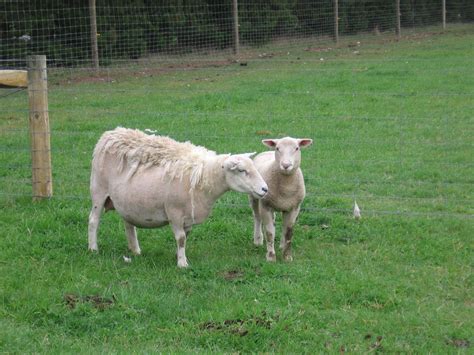 Gallery Of Wiltshire Sheep Nz