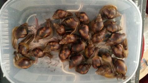 Will also need time to order heat pads. Giant African Land Snails for sale | Northampton ...