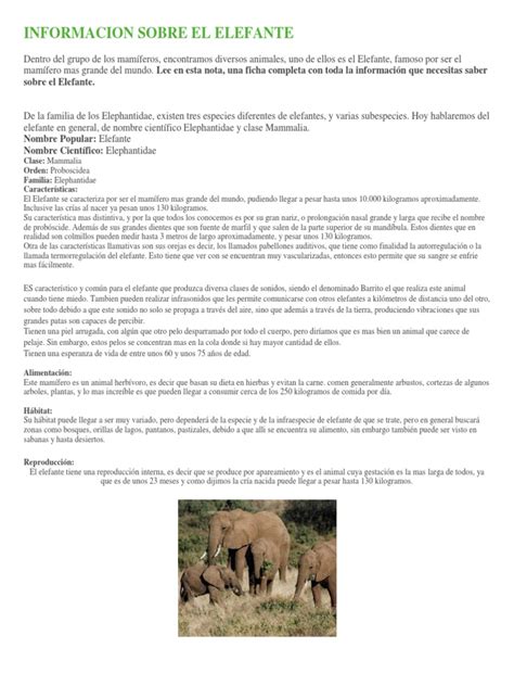 Informacion Sobre El Elefante Organismos Naturaleza