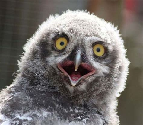 Funny Owl Pictures Funny Images Show