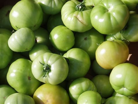 Green tomatoes are available at supermarkets and farmers' markets towards the end of summer and early autumn. I Heart The Green Tomato