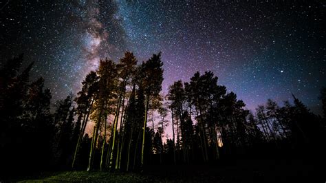 Wallpaper Milky Way Pine Tree Starry Sky